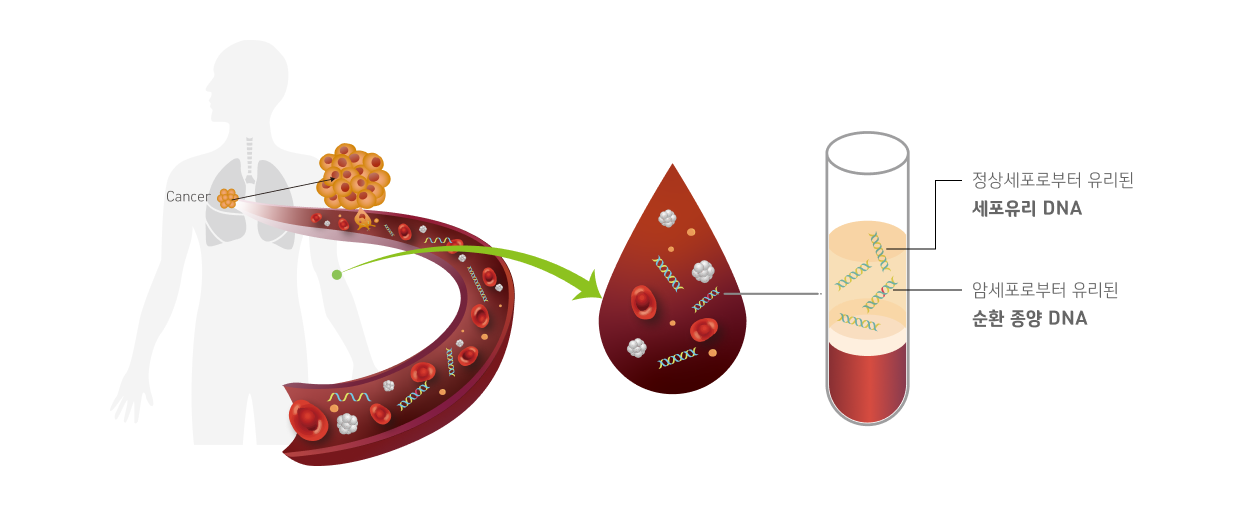 정상세포로부터 유리된 세포유리 DNA / 암 세포로부터 유리된 순환 종양 DNA